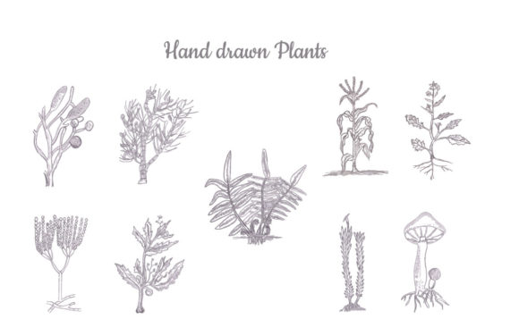 Download Hand Drawn Plants Set - Hand drawn plants Collection